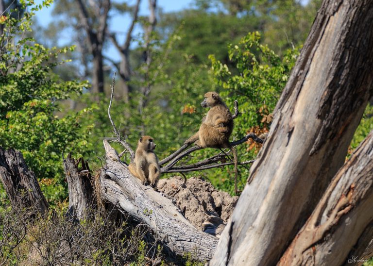 🐒 Les Singes